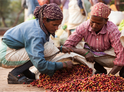 Handpicking & Sorting